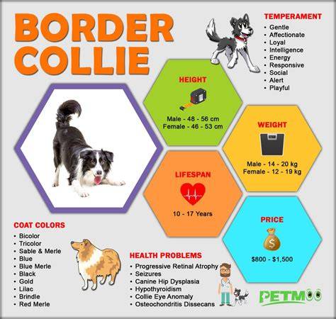 border-collie-infographic