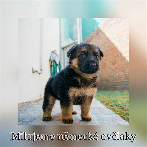 Infografika: Všeobecné porovnanie srsti a starostlivosti pre krátkosrsté a dlhosrsté nemecké ovčiaky