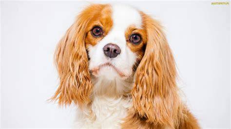 Portret Cavalier King Charles Spaniel