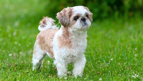 Shih Tzu s typickým pôvabom
