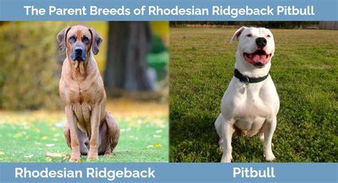 Infografika: Pôvod plemien a hlavné vlastnosti ridgeback-pitbull