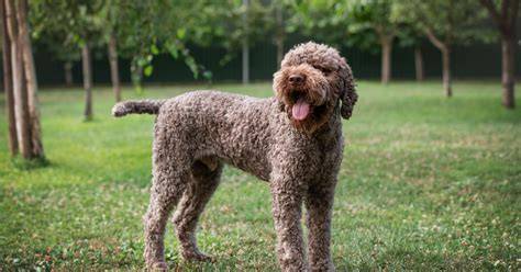 Infografika: Porovnanie vzhľadu a základných atribútov Cane Corso a Lagotto Romagnolo