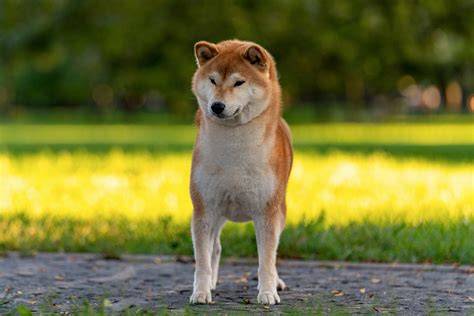 Infografika: Porovnanie typických vlastností Shiba Inu a vybraných podobných plemien