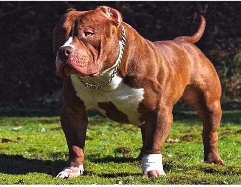 Športujúci pitbull