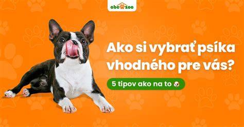 Infografika: Ako vybrať vhodné plemeno psa na exteriér a pobyt vonku