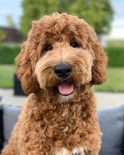 Infografika: Labradoodle - pôvod, vlastnosti a výcvik