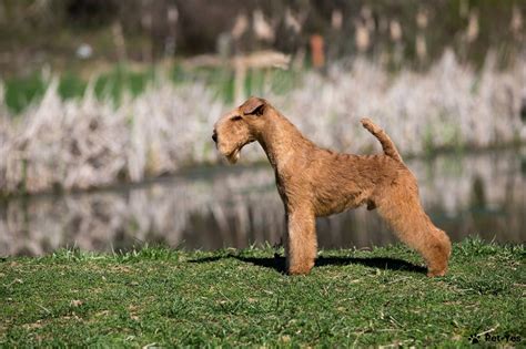 História austrálskeho teriéra