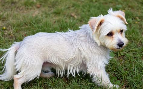 Štandardná farba srsti austrálskeho teriéra