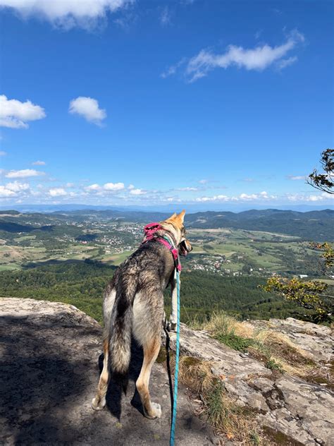 Štruktúra srsti československého vlčiaka