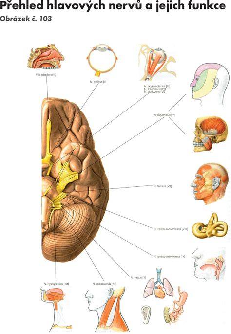 Infografika: Anatomia hlavových nervov a ich dráhy v hlave psa