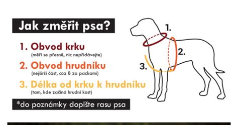 Infografika: Ako správne venčiť psíka v útulku
