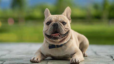 Staf Bulldog s rodinnou pohodou - idealny spoločník do bytu