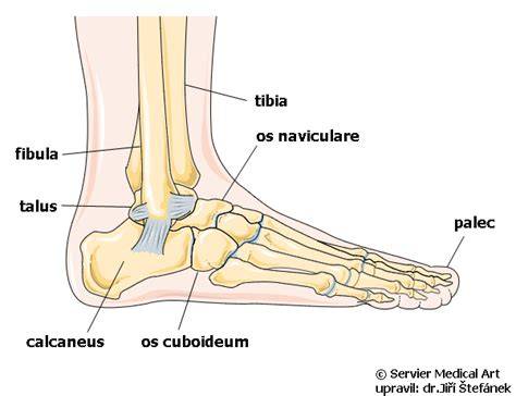 Infografika: anatomická štruktúra a oblúky chodidla