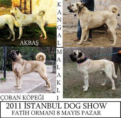 Porovnanie výšky a hmotnosti: Akbash vs. Karabash vs. Kangal