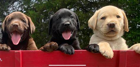 https://example.com/labrador-typy-farieb.jpg