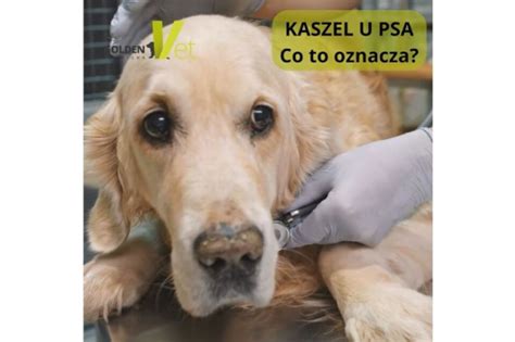 Fázy zvracania u psa