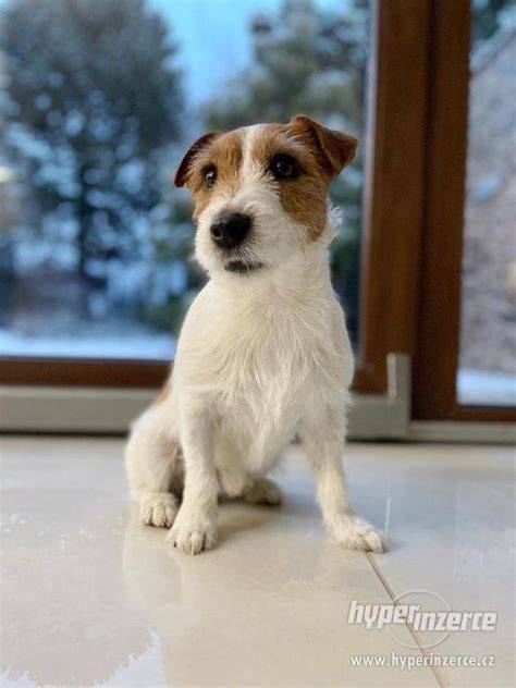 Mapa rozdelenia štandardov Jack Russell teriér (Slovensko, Česko, Čína) vo vizuálnom prehľade