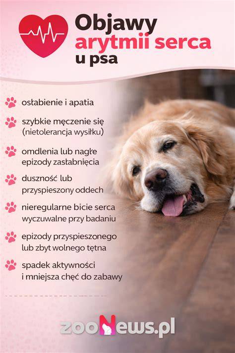 Infografika: Anatomia a najčastejšie zapálené slinné žľazy u psa