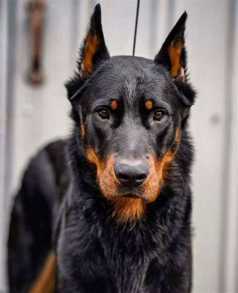 Beauceron-fotografia-plemeno
