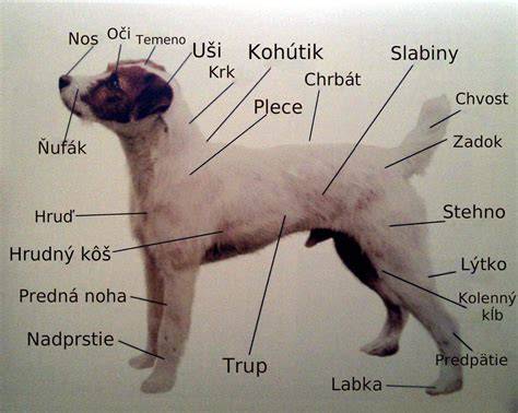 Výška v kohútiku 43-48 cm, mohutná a svalnatá stavba tela, široká hlava, tmavé oči