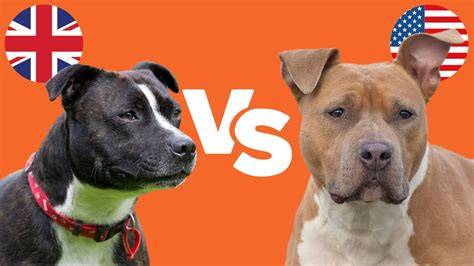 AmStaff v rodinnej pohode, aktívny a spoločenský