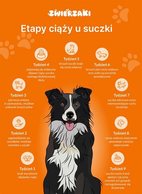Infografika: Etapy zoznamovania psa a mačky