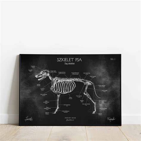 Infografika: Anatomia labky psa a význam plávacích blán