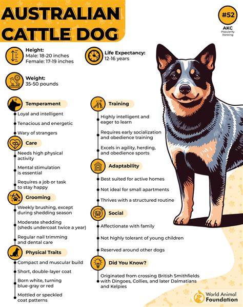 Infografika: Porovnanie veľkosti a tvaru hlavy plemien Beauceron, Australian Cattle Dog a Saint Miguel Cattle Dog