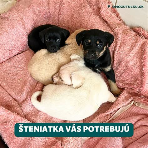 Šteniatka v útulku