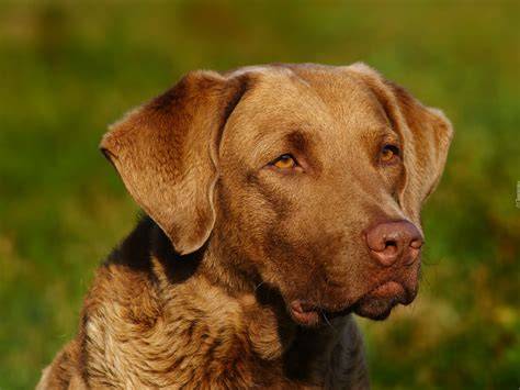 Obrázok: Vzhľad Chesapeake Bay retrievera (stavba tela, srsť, oči)