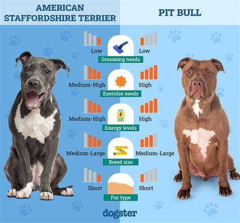 Infografika: porovnanie veľkostí a exteriéru Amstaf vs. Stafbul