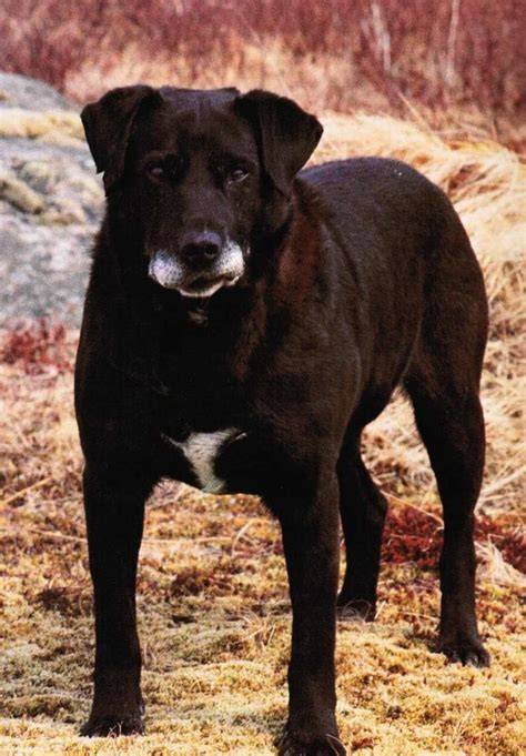 Infografika: Pôvod a šľachtické línie labradora (St. John’s Water Dog, Labrador typu show a field)