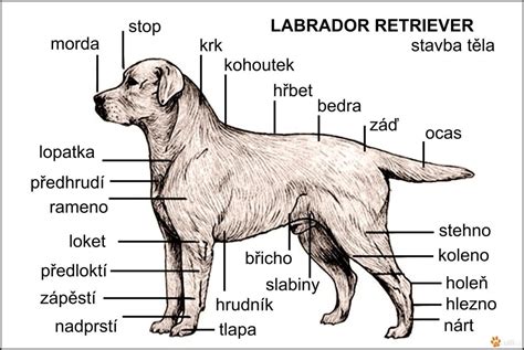 Schéma tela labradora: hlava, krk, hrudník, končatiny, chvost