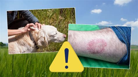 Tabuľka: najčastejšie ochorenia labradora a prevencia