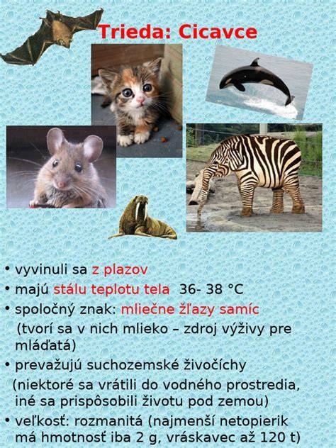 Infografika: Charakteristiky Slovenského čuvača (stavba tela, srsť, hlava, chvost)