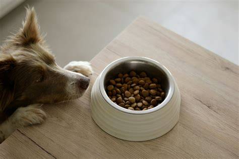 krmivo-a-dog