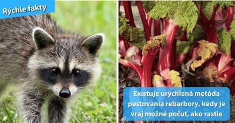 Infografika ukazujúca postup pestovania rebarbory a rýchlenia Yorkshire