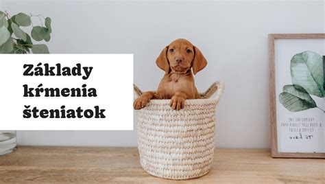 kŕmenie šteniatka