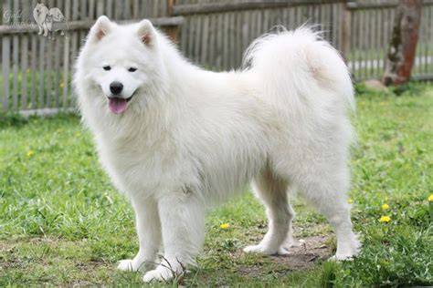 Samojed - biely srsť a typický úsmev