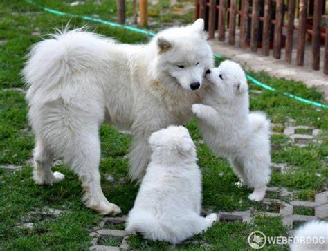Samojed na výstave a s rodinou