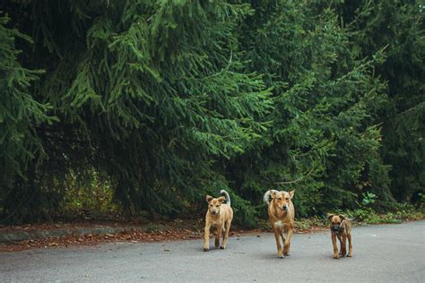 Ilustračná fotografia psa na ceste