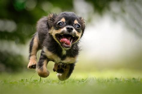 Ilustračná fotografia psa na parapete