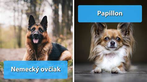 Obrázok: Rôzne typy pelechov pre psov a ich využitie