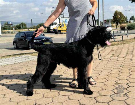 briard a veľký bradáč pri spoločnom výcviku