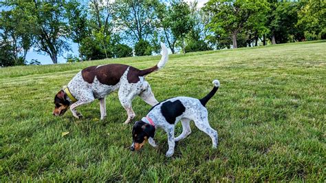 Pes s medvedím vzhľadom