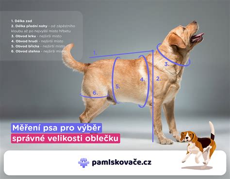 Ilustrácia merania psa pre výber oblečenia