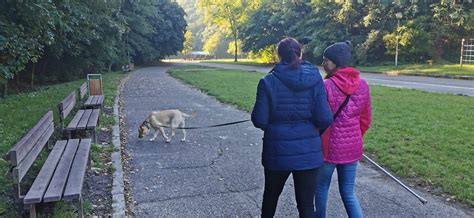 Infografika: Cesty výcviku vodiaceho psa a časový rámec