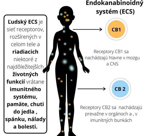 Infografika: Ako funguje žlčový systém psa a čo spôsobuje upchatie
