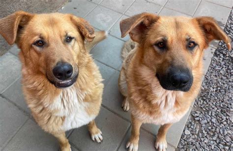 Pes v útulku čakajúci na adopciu