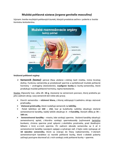 Mužská rozmnožovacia sústava psa